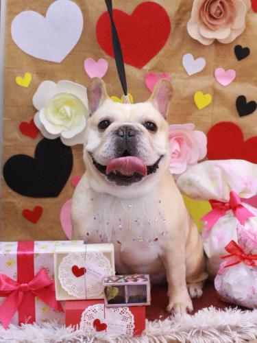 20230221こてつくん